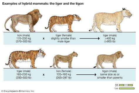 liger strap size chart